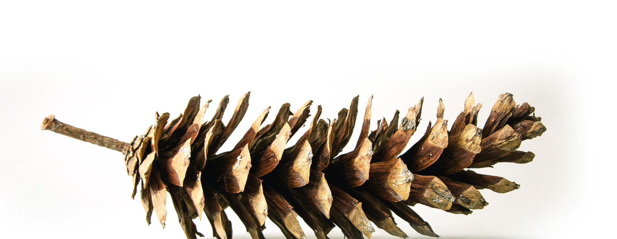 Event Home: Hobnob Event